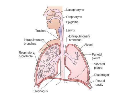 POLMONITI Le polmoniti sono infezioni del parenchima polmonare Community-acquired pneumonia (CAP) è una polmonite acuta che si sviluppa in un soggetto.