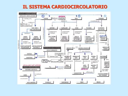 IL SISTEMA CARDIOCIRCOLATORIO