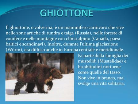 GHIOTTONE Il ghiottone, o volverina, è un mammifero carnivoro che vive nelle zone artiche di tundra e taiga (Russia), nelle foreste di conifere e nelle.