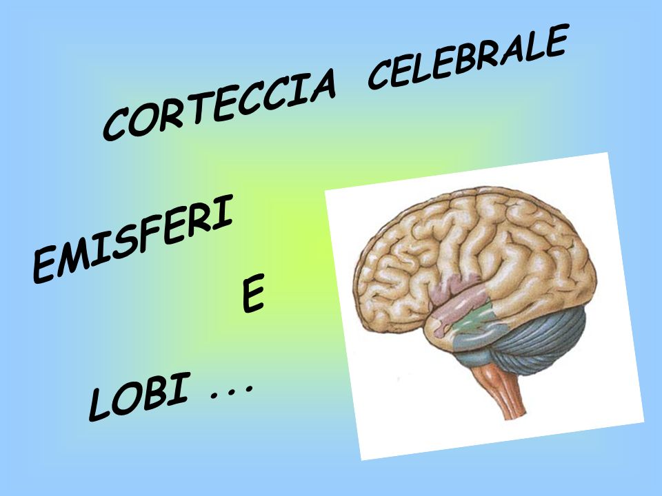 lobi della corteccia cerebrale