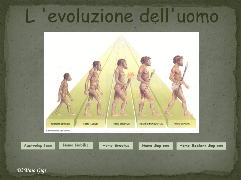 evoluzione dell’homo habilis