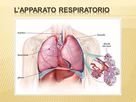 L’Apparato respiratorio