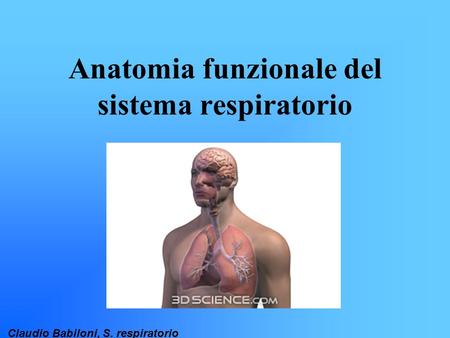 Anatomia funzionale del sistema respiratorio