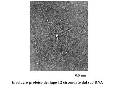 Involucro proteico del fago T2 circondato dal suo DNA