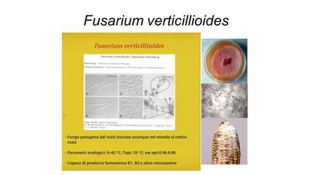 Fusarium verticillioides