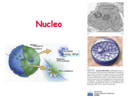 Nucleo Involucro nucleare Nucleolo Sintesi rRNA Poro nucleare.