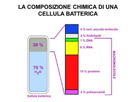 LA COMPOSIZIONE CHIMICA DI UNA CELLULA BATTERICA