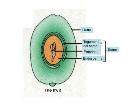 Frutto Tegumenti del seme Seme Embrione Endosperma.