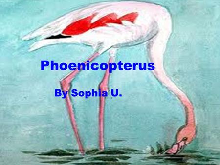 Phoenicopterus By Sophia U.. Nome scientifico: phoenicopterus ruber Nome sardo: Su Flammingu mangoi Gentarrùbia Nome inglese: greater flamingo Classe: