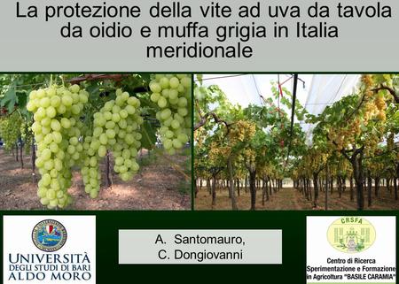 La protezione della vite ad uva da tavola da oidio e muffa grigia in Italia meridionale Santomauro, C. Dongiovanni.