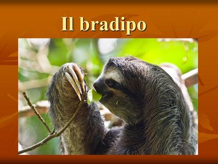 Il bradipo.