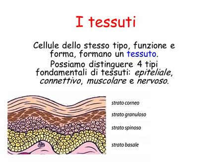 Cellule dello stesso tipo, funzione e forma, formano un tessuto.