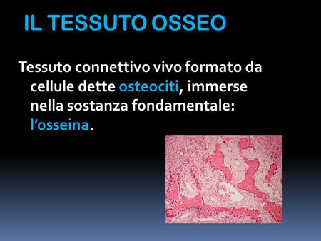 IL TESSUTO OSSEO Tessuto connettivo vivo formato da cellule dette osteociti, immerse nella sostanza fondamentale: l’osseina.