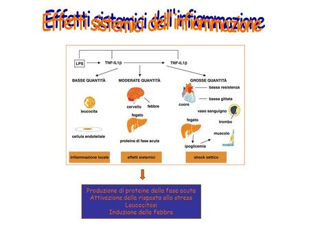 Effetti sistemici dell'infiammazione