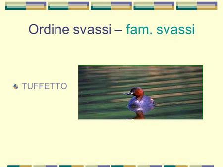 Ordine svassi – fam. svassi