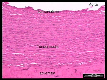 Arteria e vena. Arteria e vena TIMO. Organo linfatico primario cioè organo in cui i linfociti fanno la loro prima comparsa e da cui migrano negli organi.