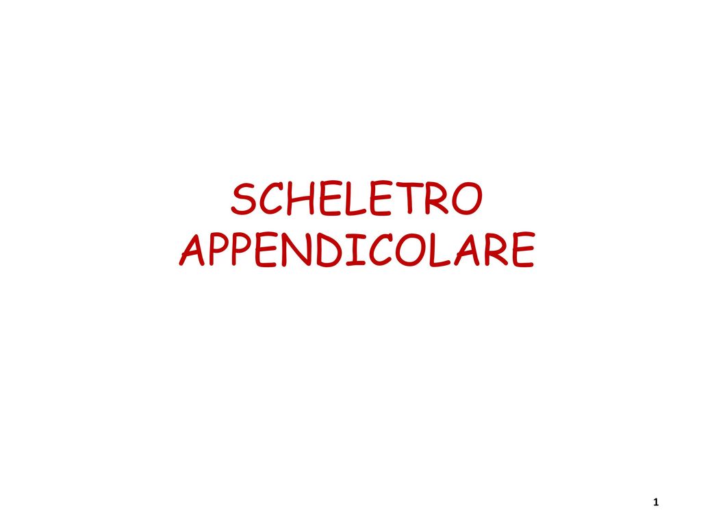 Scheletro Appendicolare Ppt Scaricare