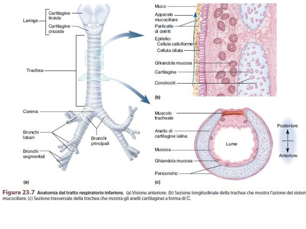 Каковы особенности строения трахеи. Трахея (trachea). Дыхательная система трахея анатомия человека. Строение стенки трахеи схема. Клетки трахеи гистология.
