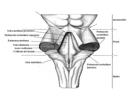 mesencefalo Solco mediano posteriore Peduncolo cerebellare mediale