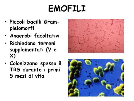 EMOFILI Piccoli bacilli Gram-pleiomorfi Anaerobi facoltativi