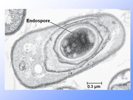 Le spore Sono particolari strutture di resistenza, non possono essere distrutte neanche da agenti chimici molto aggressivi. Le endospore batteriche sono.