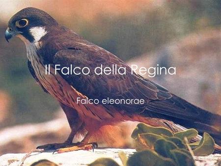 Il Falco della Regina Falco eleonorae.