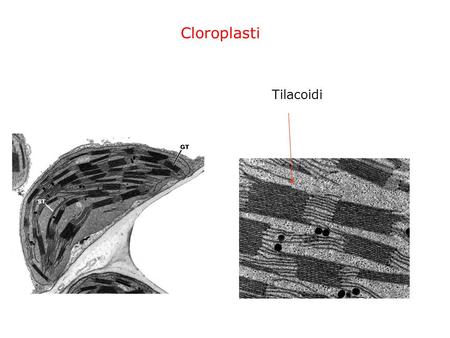 Cloroplasti Tilacoidi.