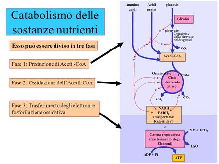 Catabolismo delle sostanze nutrienti
