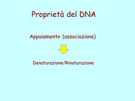 Proprietà del DNA Appaiamento (associazione)