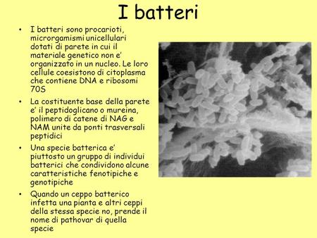 I batteri I batteri sono procarioti, microrgamismi unicellulari dotati di parete in cui il materiale genetico non e’ organizzato in un nucleo. Le loro.
