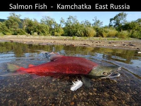 Salmon Fish - Kamchatka East Russia