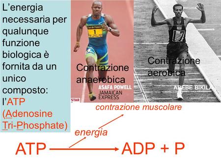 L’energia necessaria per qualunque funzione biologica è fornita da un unico composto: l’ATP (Adenosine Tri-Phosphate) Contrazione anaerobica Contrazione.