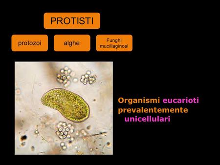 PROTISTI Organismi eucarioti prevalentemente unicellulari protozoi