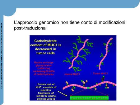 FACOLTA’ DI SCIENZE FF MM NN – CHIMICA ANALITICA CON APPLICAZIONI CLINICHE L’approccio genomico non tiene conto di modificazioni post-traduzionali.