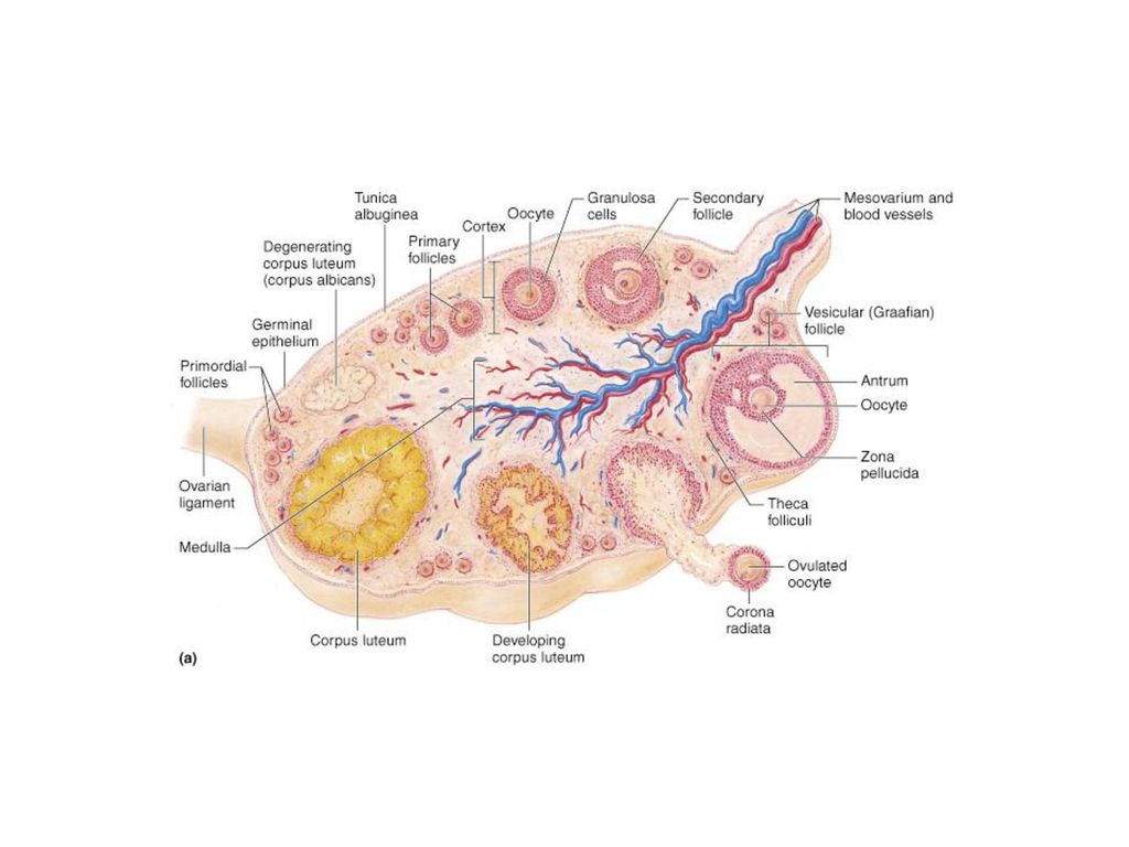 Строение яичника анатомия. Строение яичника. Внешнее строение яичника. Внутрисекреторная часть яичника. Яичник эндокринная железа.