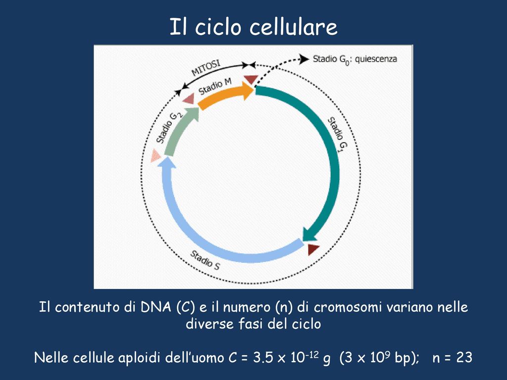 Nelle Cellule Aploidi Dell Uomo C 3 5 X G 3 X 109 Bp N Ppt Scaricare