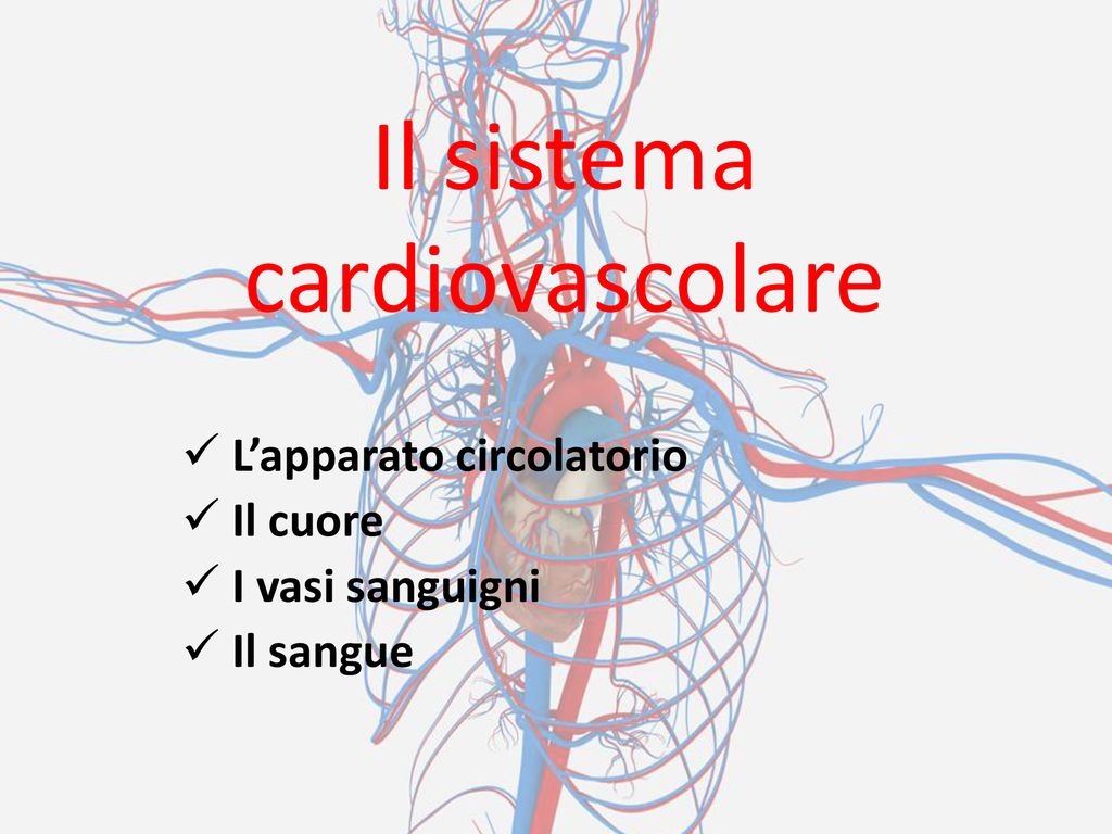 sistema cardiovascolare etichettato