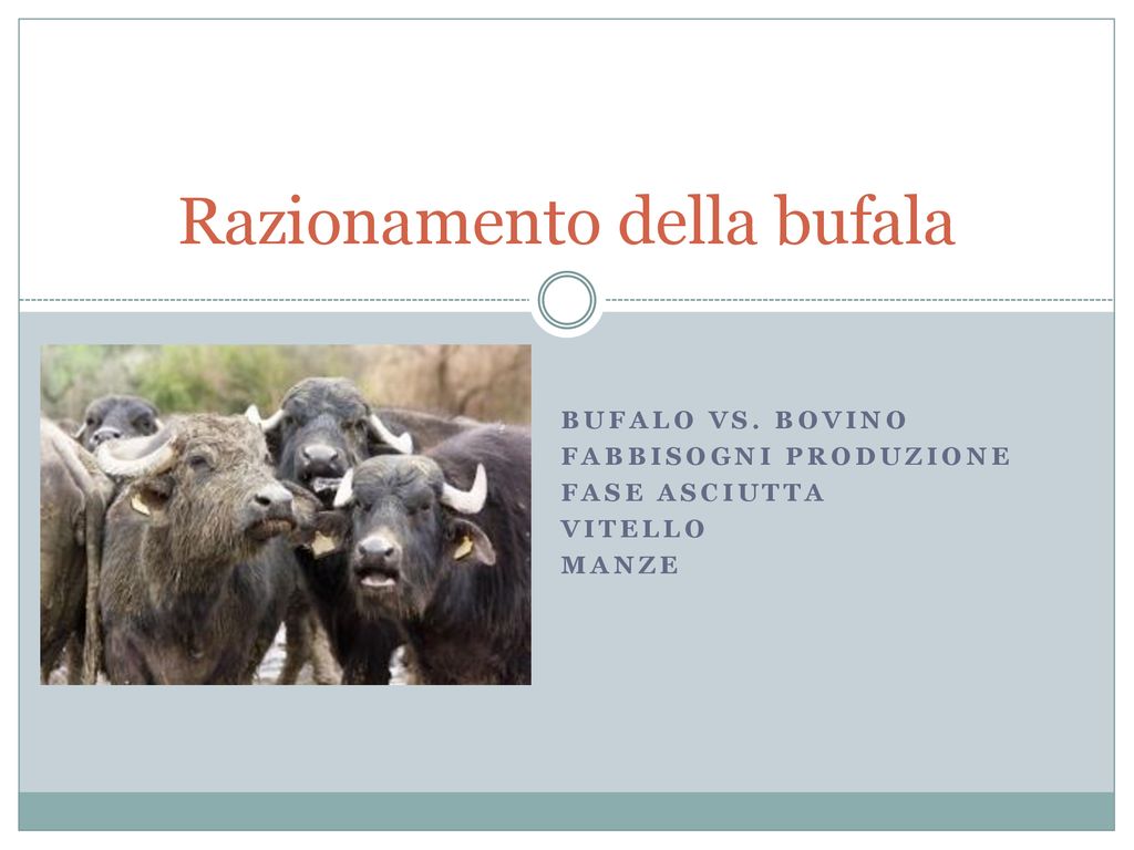 Razionamento Della Bufala Ppt Scaricare