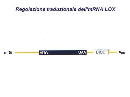 Regolazione traduzionale dell’mRNA LOX