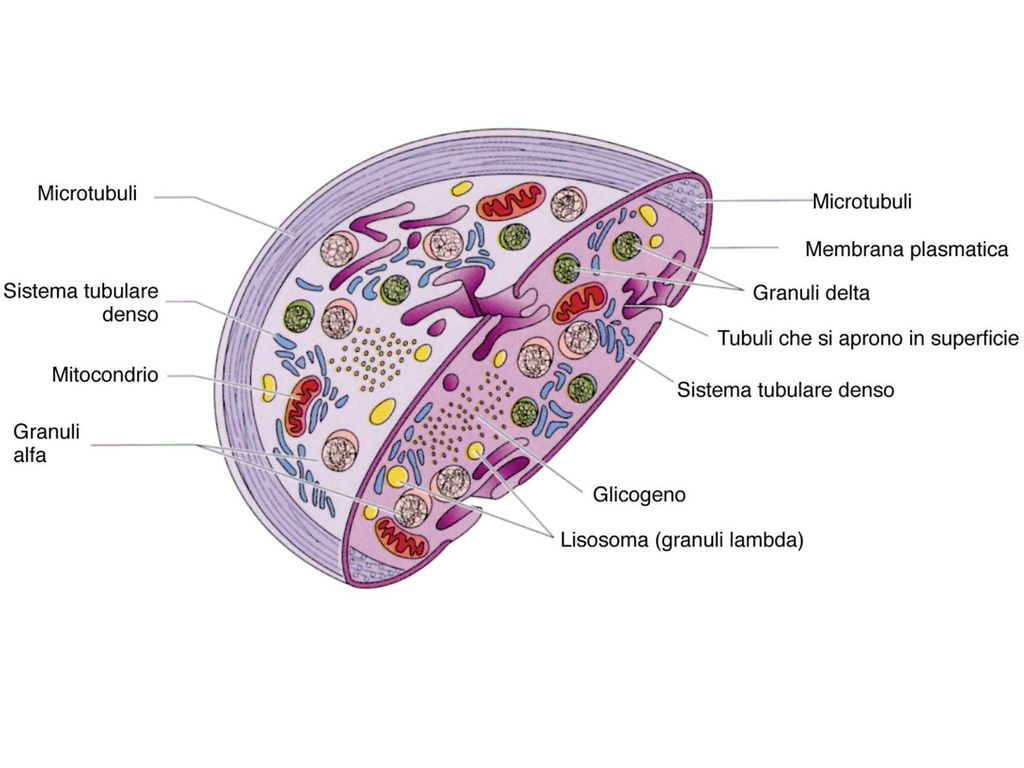 Гранулы тромбоцитов содержат. Схема строения тромбоцита. Микроскопическое строение тромбоцита. Тромбоциты строение клетки. Структура тромбоцитов.
