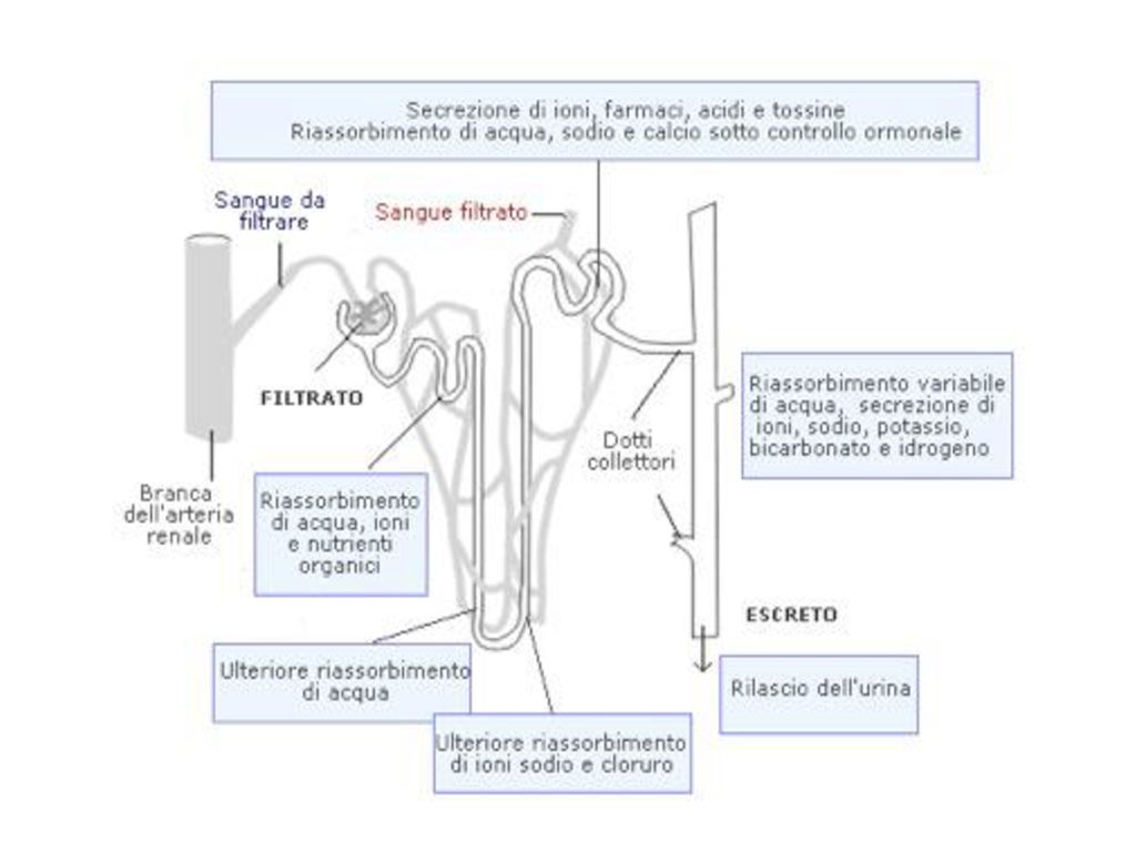 Il Rene I Reni Sono Organi Omeostatici Che Mantengono Ppt Scaricare