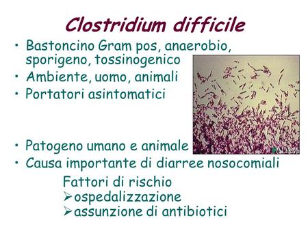 Clostridium difficile