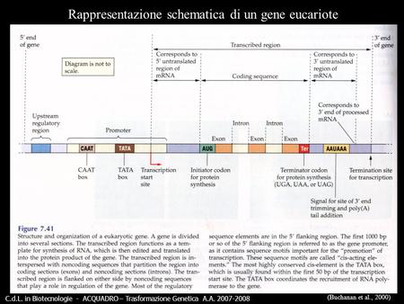 Rappresentazione schematica di un gene eucariote