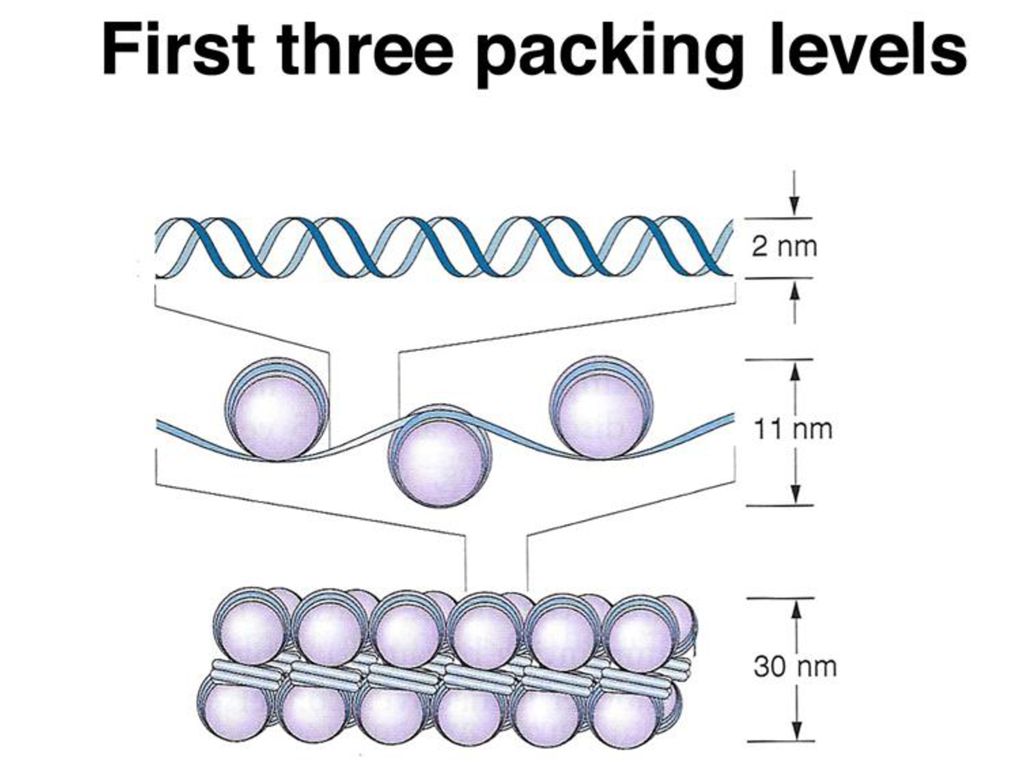 Level packing. DNA Packaging. Нуклеосома соленоид петлевой уровень. Levels of Packaging of chromatin. Decondensed DNA].