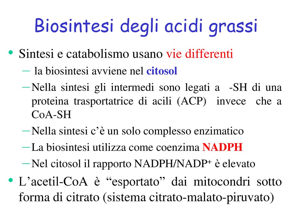 meccanismo di sintesi degli acidi grassi