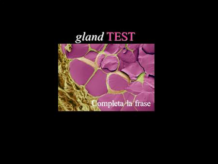 Gland TEST Completa la frase.