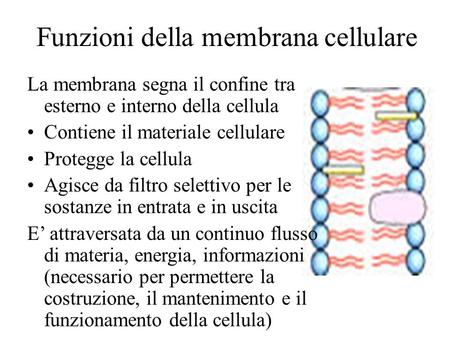 Funzioni della membrana cellulare