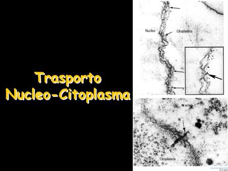 Trasporto Nucleo-Citoplasma
