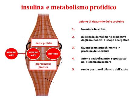 insulina e metabolismo protidico