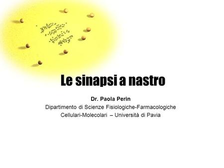 Le sinapsi a nastro Dr. Paola Perin